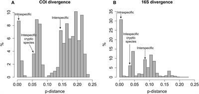 Diversity, Distribution and Phylogeny of Hesionidae (Annelida) Colonizing Whale Falls: New Species of Sirsoe and Connections Between Ocean Basins